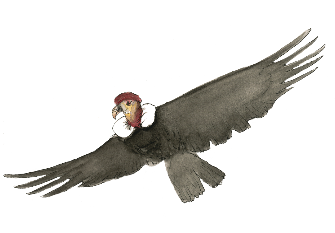 condor oiseau rapace aquarelle